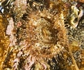 Image result for Sagartiidae. Size: 121 x 101. Source: www.seawater.no