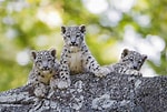 Résultat d’image pour Snow Leopards. Taille: 150 x 101. Source: www.thoughtco.com