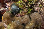 Image result for "madracis Decactis". Size: 152 x 101. Source: scuba.spanglers.com