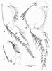 Image result for "bathyporeia Gracilis". Size: 74 x 101. Source: www.researchgate.net