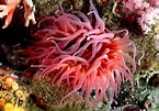 Image result for Ocean anemone. Size: 145 x 101. Source: theaquarium.club