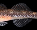 Image result for Gobiusculus flavescens. Size: 124 x 101. Source: www.aphotomarine.com