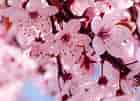 Image result for Cherry Blossom. Size: 140 x 101. Source: www.fanpop.com