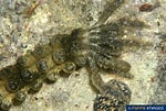 Image result for Synapta maculata Geslacht. Size: 150 x 101. Source: www.poppe-images.com