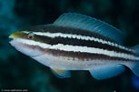 Image result for Scarus iseri Geslacht. Size: 153 x 101. Source: www.reefcolors.com