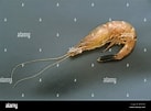 Afbeeldingsresultaten voor Crangon shrimp. Grootte: 137 x 101. Bron: www.alamy.com