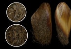 Afbeeldingsresultaten voor "modiolus Barbatus". Grootte: 146 x 101. Bron: alchetron.com
