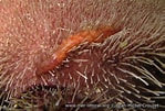 Afbeeldingsresultaten voor "malmgrenia Mcintosh". Grootte: 149 x 101. Bron: european-marine-life.org