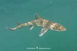 Image result for "rhizoprionodon Longurio". Size: 151 x 101. Source: sharksandrays.com