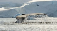 Afbeeldingsresultaten voor "batheuchaeta Antarctica". Grootte: 186 x 101. Bron: www.themetapictures.com