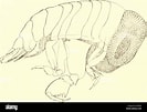 Afbeeldingsresultaten voor "anchylomera Blossevillei". Grootte: 133 x 101. Bron: www.alamy.com
