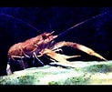 Image result for "metanephrops Japonicus". Size: 123 x 101. Source: www.youtube.com