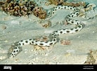 Image result for Myrichthys maculosus. Size: 138 x 101. Source: www.alamy.com