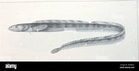 Image result for "lumpenus Lampretaeformis". Size: 196 x 101. Source: www.alamy.com