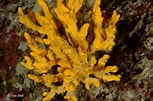 Image result for "axinella Verrucosa". Size: 153 x 101. Source: salentosommerso.it