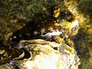 Résultat d’image pour "lipophrys Adriaticus". Taille: 135 x 101. Source: www.marinespecies.org