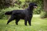 Image result for Flat Coated Retriever. Size: 152 x 101. Source: www.thegroomersspotlight.com