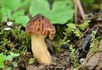 Afbeeldingsresultaten voor "codonellopsis Morchella". Grootte: 146 x 101. Bron: ultimate-mushroom.com