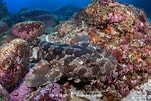 Image result for "orectolobus Japonicus". Size: 151 x 101. Source: www.sharksandrays.com