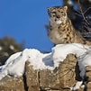 Bildergebnis für Snow Leopard Denning. Größe: 101 x 101. Quelle: www.treehugger.com