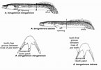 Image result for Lestrigonus bengalensis Geslacht. Size: 145 x 101. Source: fisheriesbangladesh.blogspot.com
