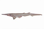 Image result for "apristurus Stenseni". Size: 151 x 101. Source: fishesofaustralia.net.au