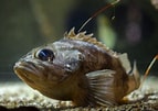 Image result for "helicolenus Dactylopterus". Size: 143 x 101. Source: www.dreamstime.com