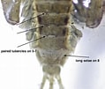 Image result for "parilia Tuberculata". Size: 119 x 101. Source: aquaticinsectsofcentralvirginia.blogspot.com