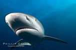 Image result for "carcharhinus Perezi". Size: 152 x 101. Source: www.oceanlight.com