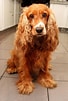 Bilderesultat for Cocker Spaniel. Størrelse: 68 x 101. Kilde: www.dog-learn.com