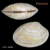 Afbeeldingsresultaten voor "paphia Rhomboides". Grootte: 101 x 101. Bron: www.femorale.com