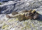 Image result for Fourhorn Sculpin. Size: 139 x 101. Source: www.worldlifeexpectancy.com