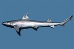 Image result for "mustelus Dorsalis". Size: 152 x 101. Source: www.sharkwater.com