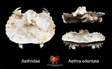 Afbeeldingsresultaten voor Aethra edentata. Grootte: 163 x 101. Bron: www.pinterest.com