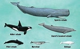 Bilderesultat for Toothed whale Phylum. Størrelse: 165 x 101. Kilde: www.pinterest.es