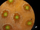 Afbeeldingsresultaten voor "madracis Formosa". Grootte: 134 x 101. Bron: coralpedia.bio.warwick.ac.uk