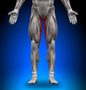 Image result for Musculus Gracilis. Size: 97 x 101. Source: www.innercircle.roxstarfitness.com