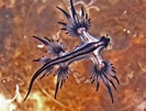 Image result for "Glaucus Atlanticus". Size: 133 x 101. Source: animalescuriososporelmundo.blogspot.com