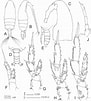 Image result for "acrocalanus Longicornis". Size: 91 x 101. Source: www.researchgate.net