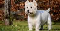 Image result for West Highland White Terrier. Size: 196 x 101. Source: breedadvisor.com