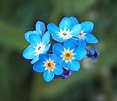 Image result for "ovatella Myosotis". Size: 117 x 101. Source: saholaflowers.com