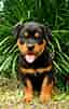 Bildresultat för Rottweiler. Storlek: 64 x 101. Källa: www.buzzle.com