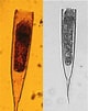 Image result for "Helicostomella subulata". Size: 80 x 101. Source: web.nies.go.jp
