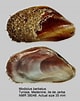 Image result for "modiolus Barbatus". Size: 80 x 101. Source: www.marinespecies.org