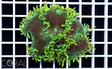 Image result for Catalaphyllia Feiten. Size: 163 x 101. Source: www.coral.zone