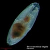 Image result for "discoconchoecia Elegans". Size: 101 x 101. Source: www.arcodiv.org