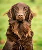 Image result for Flat Coated Retriever. Size: 85 x 101. Source: www.countrylife.co.uk