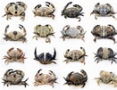 Image result for Leptodius sanguineus. Size: 131 x 101. Source: www.researchgate.net