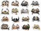Image result for Leptodius sanguineus. Size: 135 x 101. Source: www.researchgate.net