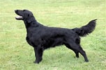 Image result for Flat Coated Retriever Valper. Size: 152 x 101. Source: woofbarkgrowl.co.uk